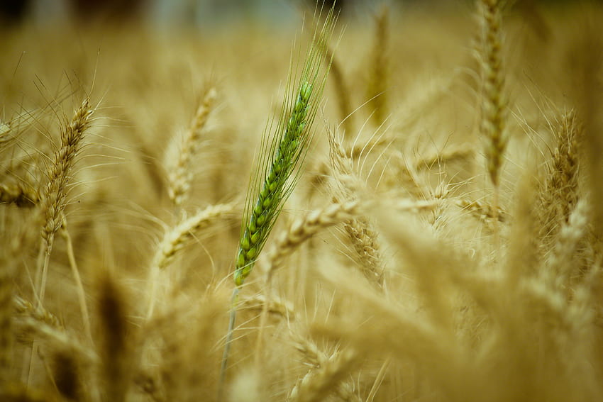 Wheat, harvest, straw, blur HD wallpaper