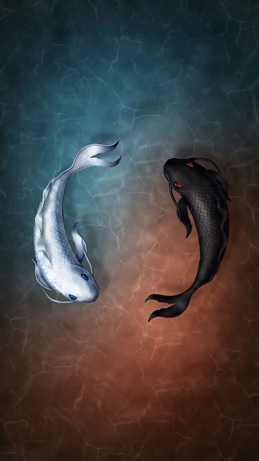 Rachell Morris über Tiere. Fisch, Koi, Koi-Fisch, Koi Yin Yang HD-Handy-Hintergrundbild