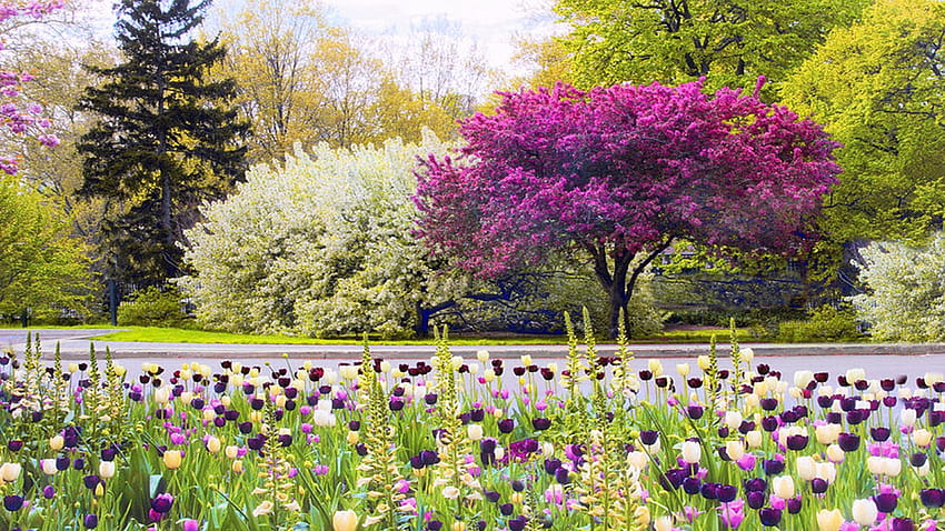 Симфония на пролетта, Ботаническа градина в Ню Йорк, САЩ, дървета, цъфтящи, пейзаж, пролет, лалета, парк HD тапет