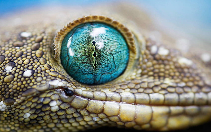 Cute Pastel Looking Baby Lizard Is Sitting On Top Of Some Clouds  Background, Lizard, Blue Fur, Cotton Candy Clouds Background Image And  Wallpaper for Free Download