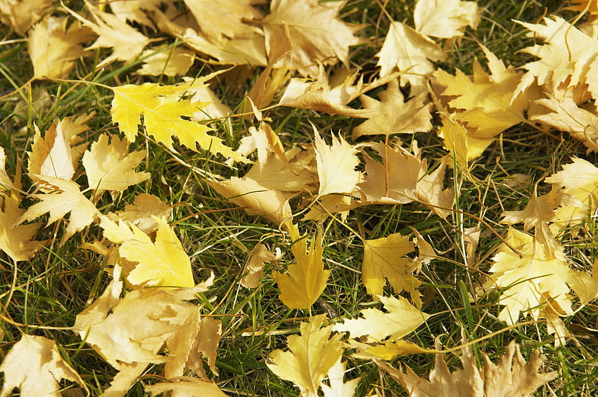 lindo outono, outono, grama, folhas, verde papel de parede HD