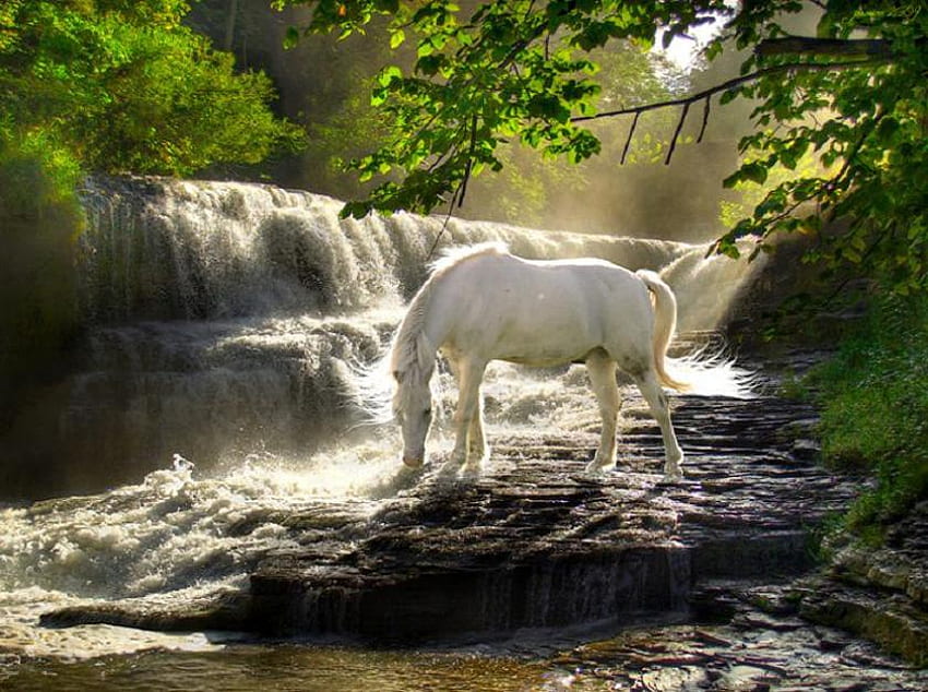 Quiet Drink, cheval, lumière du soleil, rochers, mouvement, feuilles, chute d'eau, arbres, idyllique, magnifique Fond d'écran HD