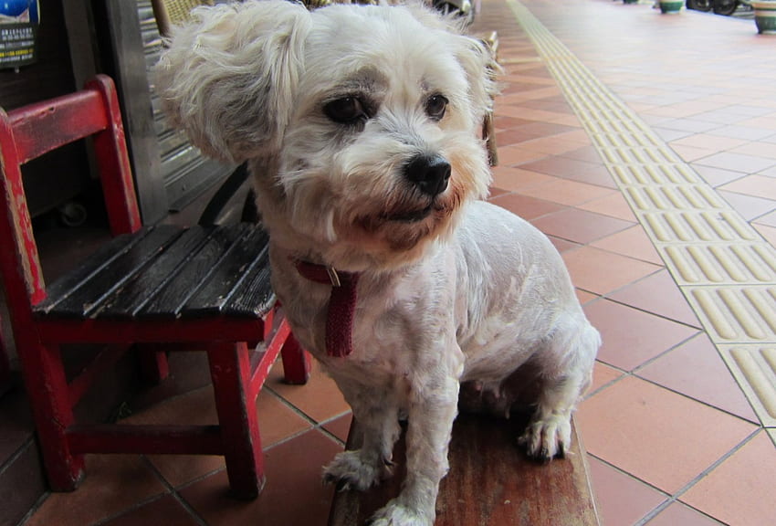 Pies pozuje do kamery, pies, mądry, pozuje, uroczy Tapeta HD