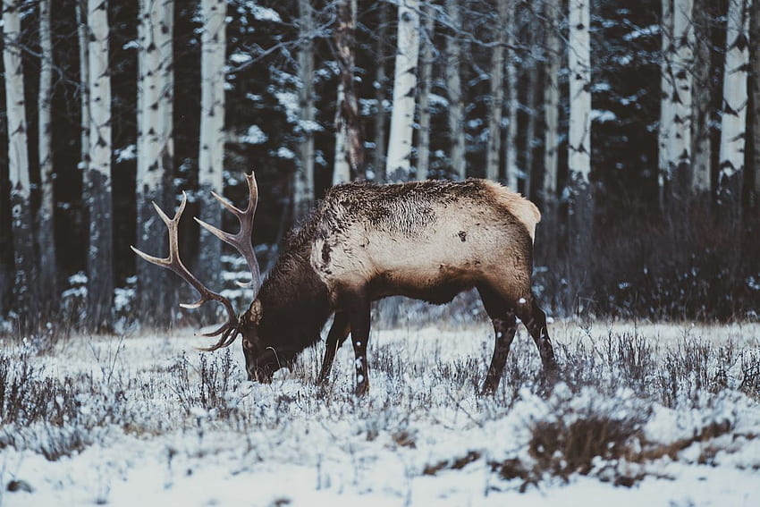 Elk Red deer Moose - Elk, Deer HD wallpaper