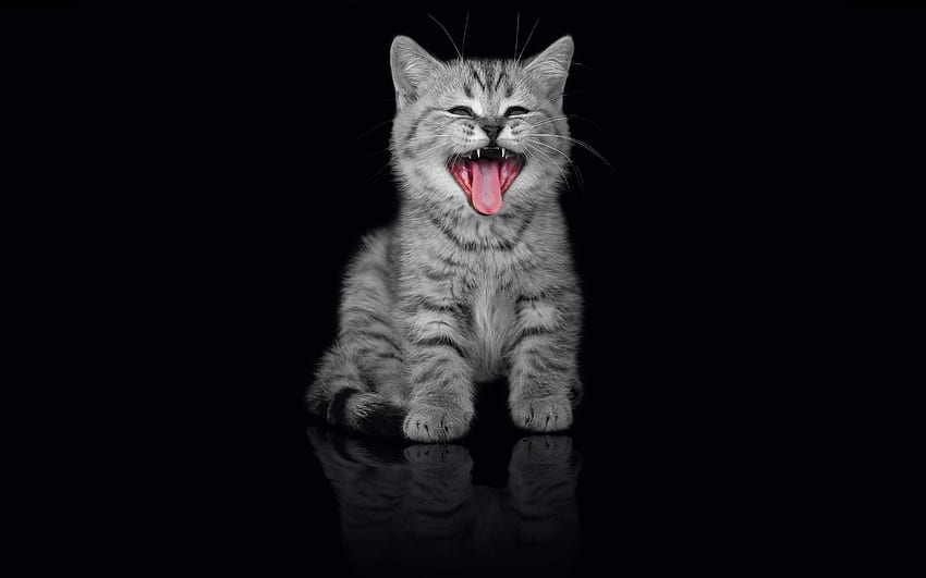 Animals, Kitty, Kitten, Dark Background, Open Mouth, Scream, Cry HD wallpaper