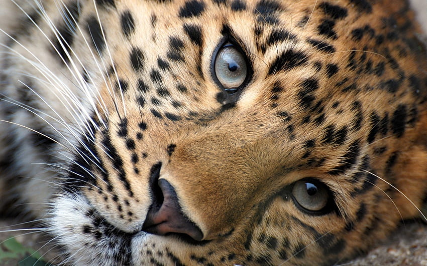 Snow leopard., staring, cat, leopard, big HD wallpaper