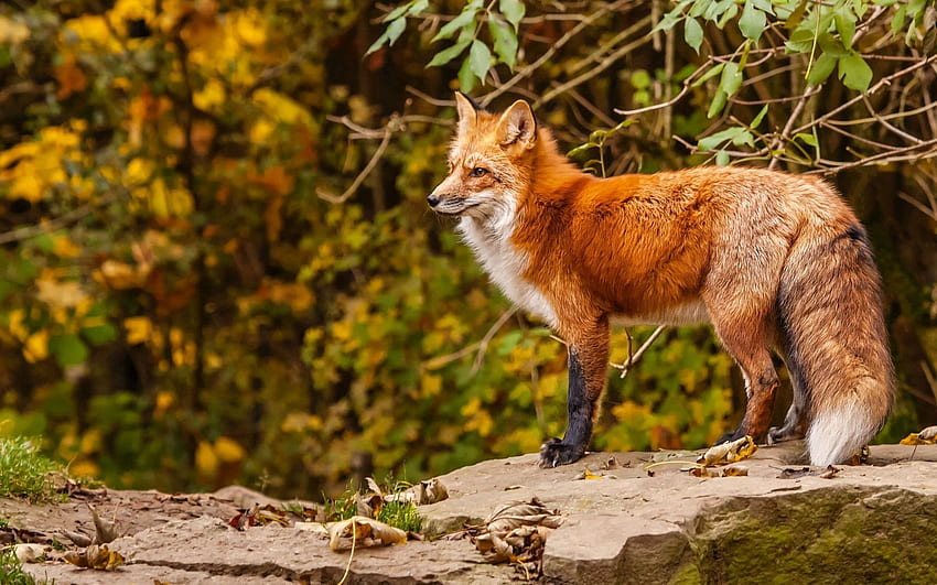Tiere, Herbst, Fuchs, Rotschopf HD-Hintergrundbild