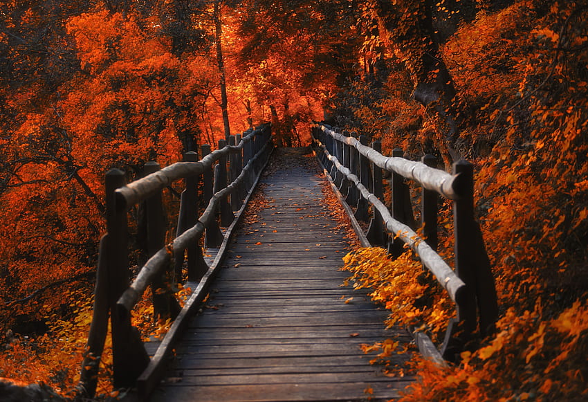 Holzbrücke, Straße, Ausfall, Wald, Bäume, Herbst HD-Hintergrundbild