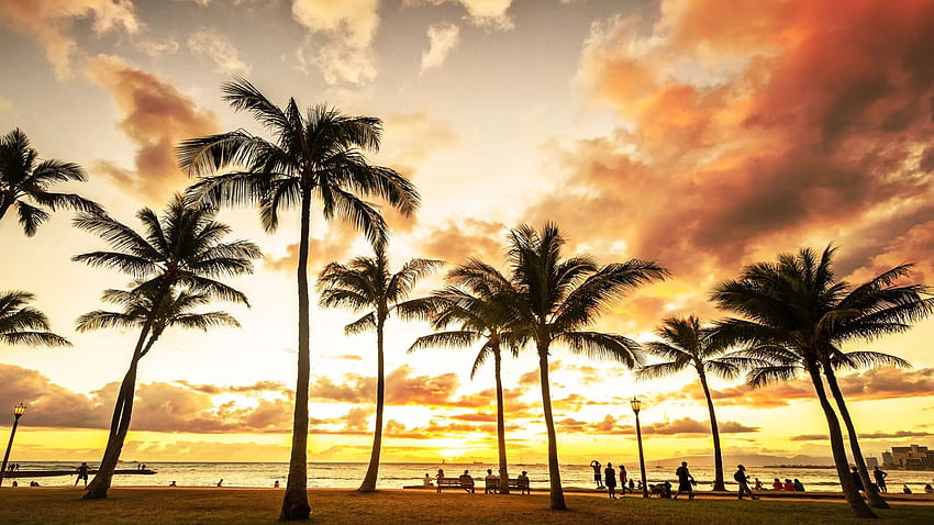 Waikiki, Hawaii, palm, sunset, usa, sea, trees, clouds HD wallpaper