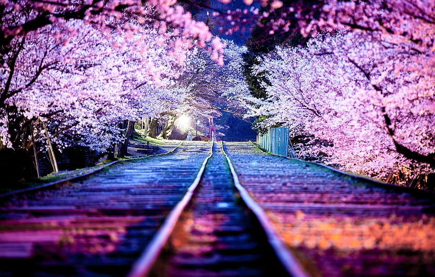 Sakura, Night Cherry Blossom HD wallpaper
