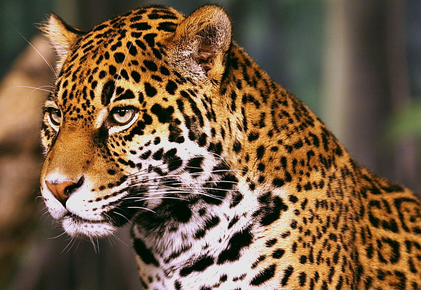 Jaguar selvagem, animal, jaguar, vida selvagem, selvagem, jardim zoológico papel de parede HD