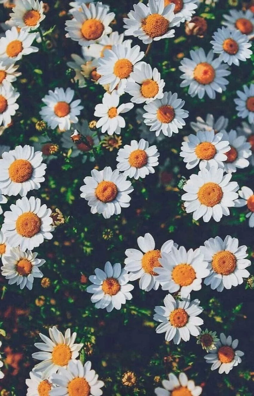 fofos – N.T.C – Muurpapier. Blumen , Hintergrundbilder, Hintergründe Tapeta na telefon HD