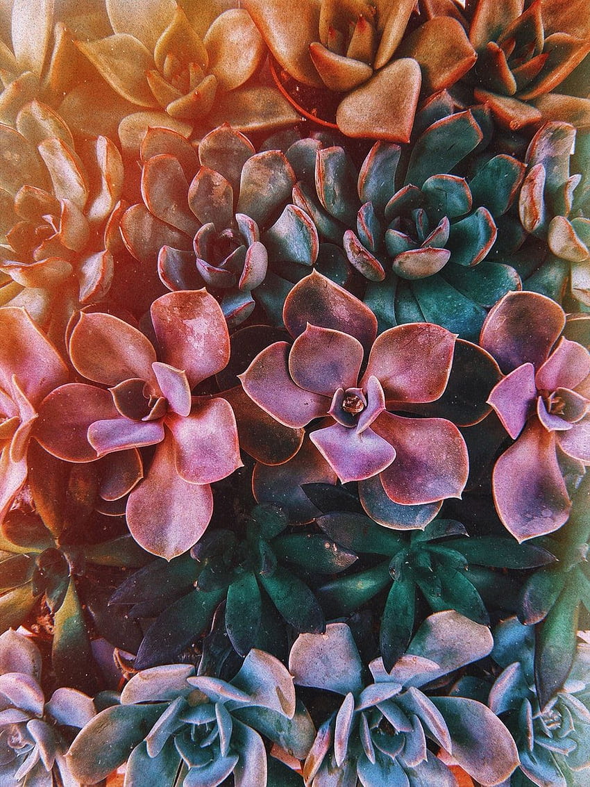 Succulent, Aesthetic Succulents HD phone wallpaper