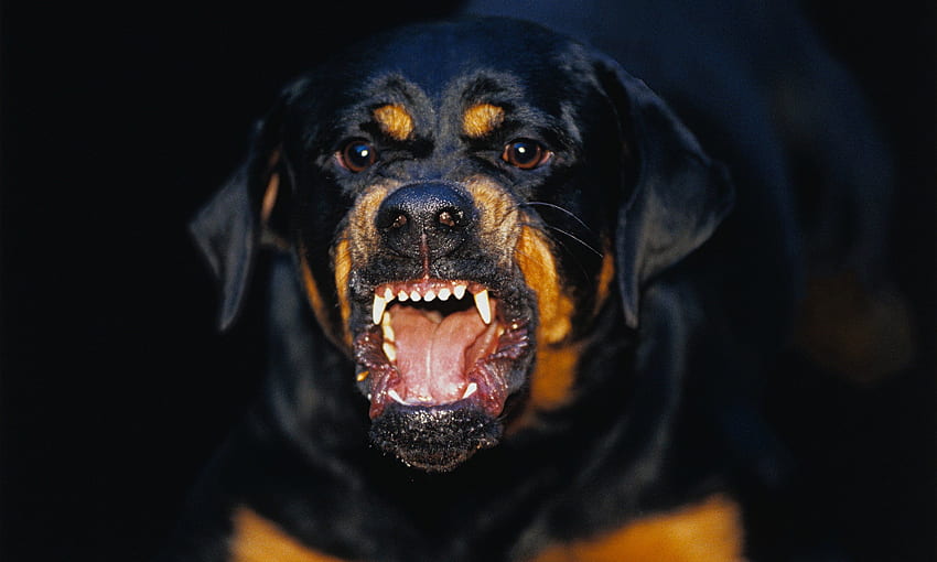 The World's 25 Most Dangerous Dog Breeds - Buzzington Post. Aggressive dog, Angry dog, Rottweiler HD wallpaper