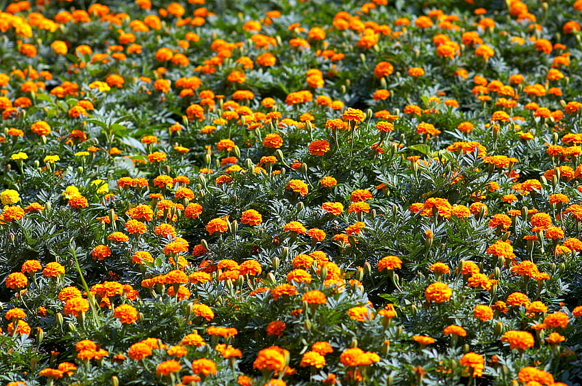 오렌지 꽃밭, 꽃, 들판, 초록 HD 월페이퍼