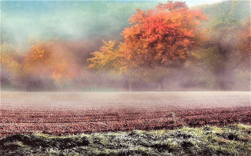 late autumn nature, trees, fields, autumn, fog HD wallpaper