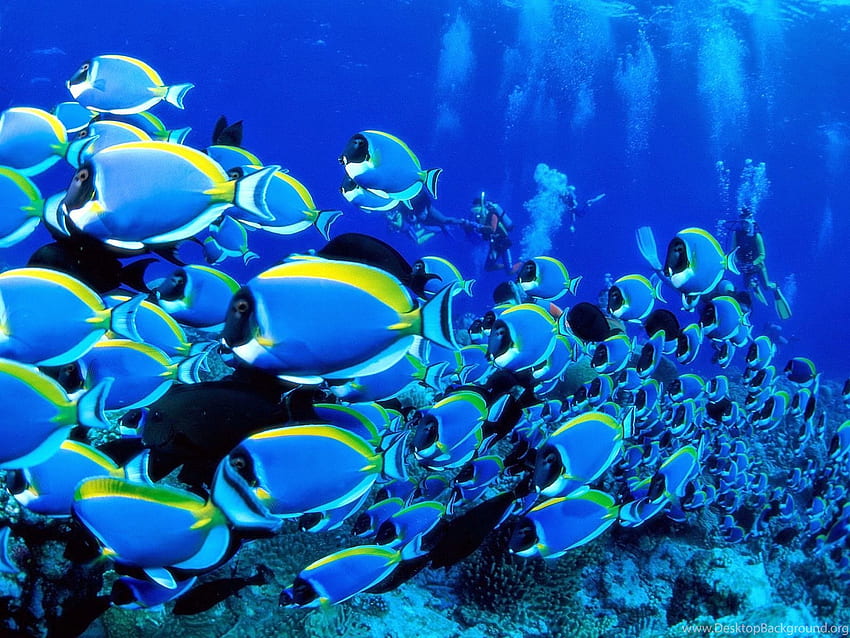 Fish In Deep Blue Sea Background HD wallpaper