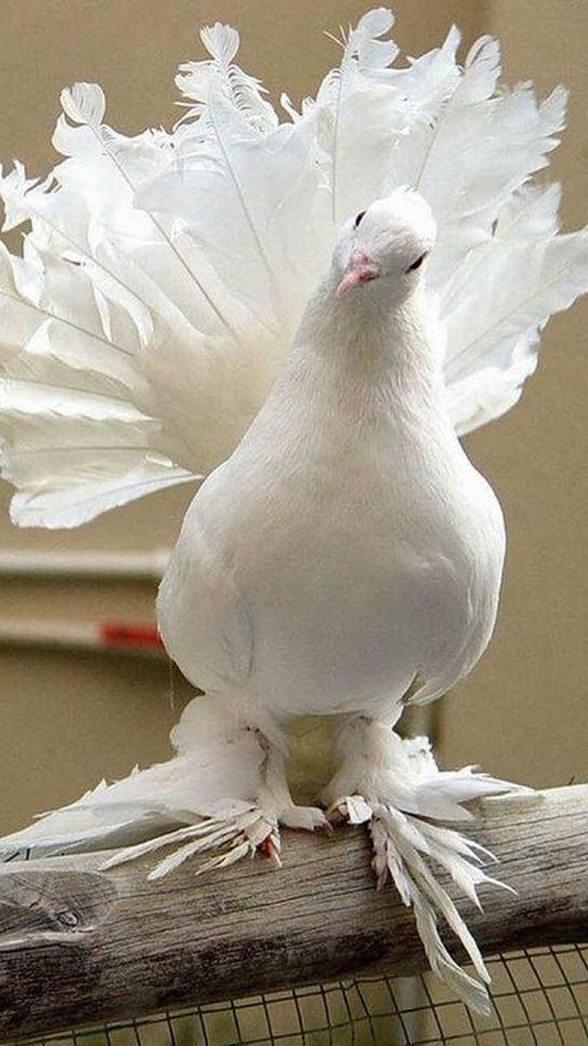 새, 흰색 귀여운 비둘기 새 HD 전화 배경 화면