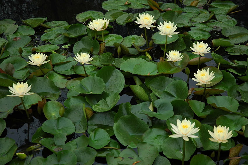*** Water lily ***, lilie, natura, wodne, kwiaty HD wallpaper