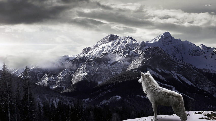 Wolfhintergrund, Wasserwolf HD-Hintergrundbild