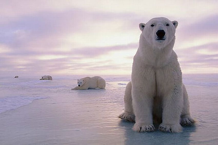 Polar Bears, cool, bears, polar HD wallpaper