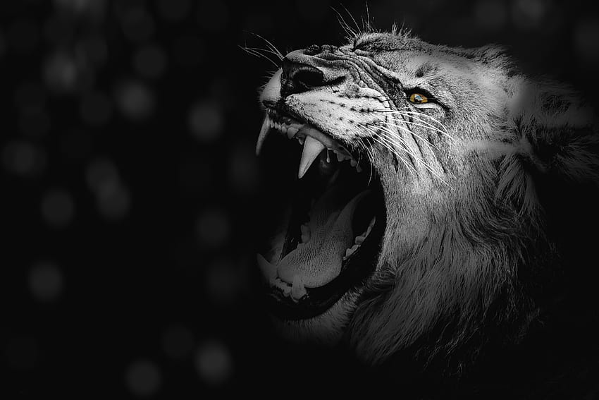 Animals, Grin, Lion, Predator, Bw, Chb, Fangs, King Of Beasts, King Of The Beasts HD wallpaper