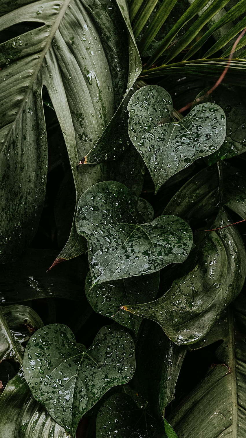Wet monstera plant leaves mobile . stock . High Resolution, Monstera iPhone HD phone wallpaper