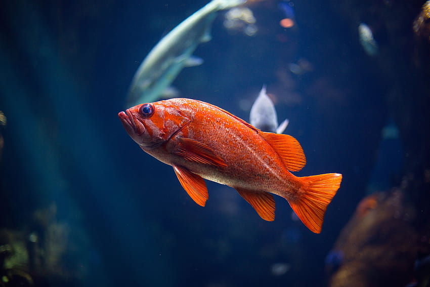 สัตว์โลกใต้น้ำปลา วอลล์เปเปอร์ HD