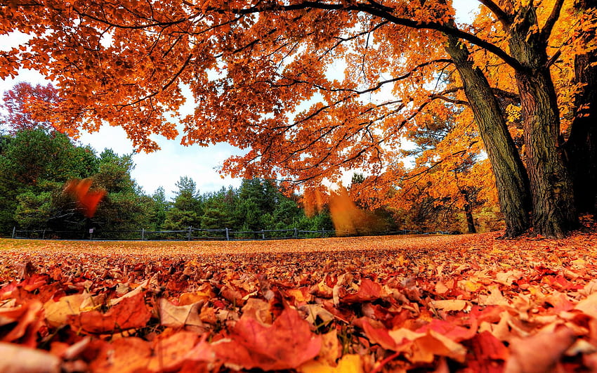 Herbsthintergrund, Herbstland HD-Hintergrundbild
