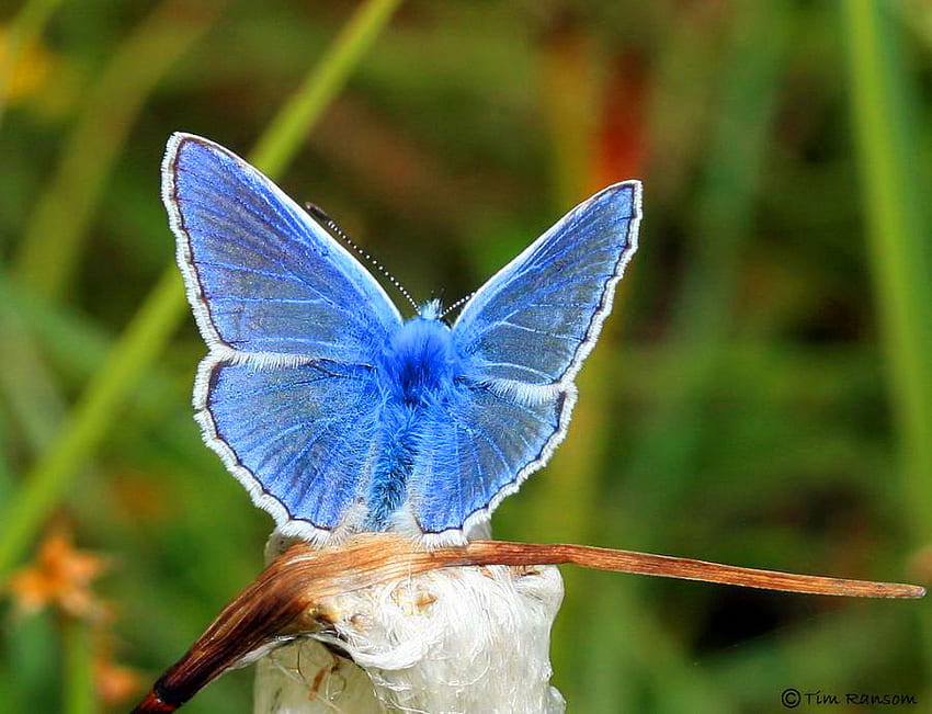 Beauté en bleu, délicat, tige, papillon, bleu commun, herbe, printemps Fond d'écran HD