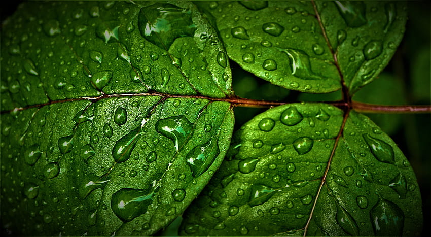 Green leaves, rain drops, close up HD wallpaper