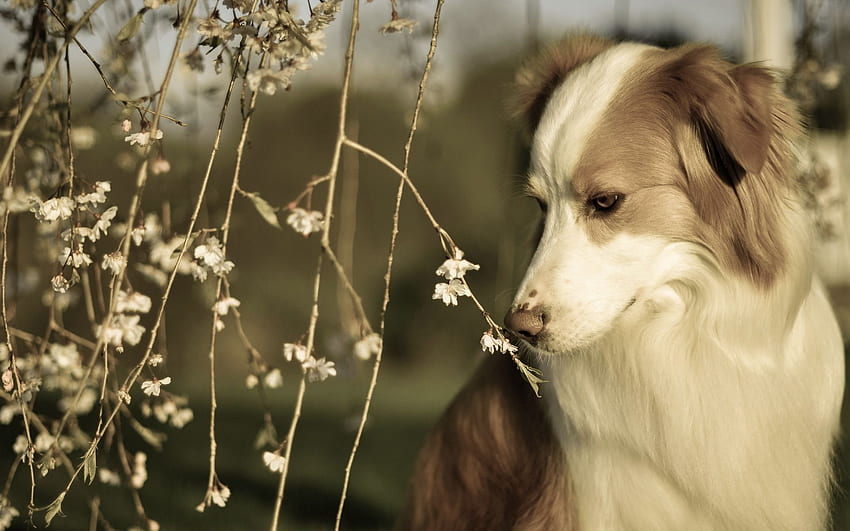 Spring Border Collie - & Background, Spring Dogs HD wallpaper
