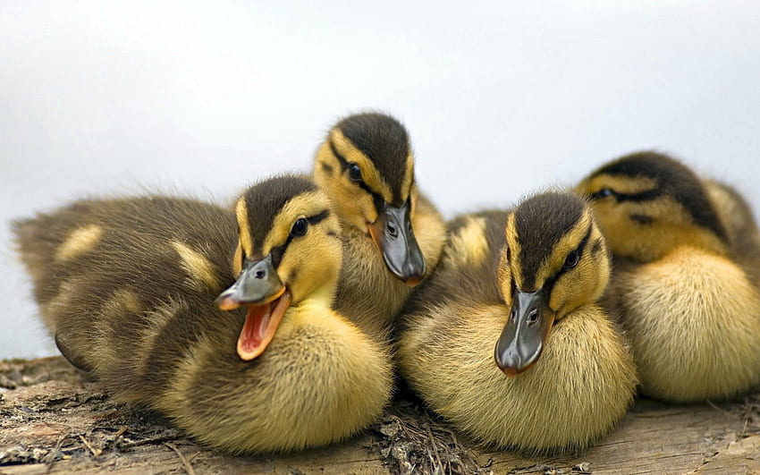 Animals, To Lie Down, Lie, Striped, Family, Ducklings HD wallpaper