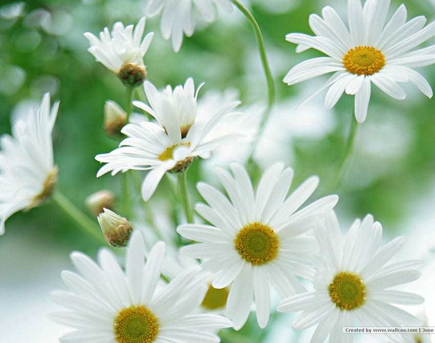Daisy A Day, flowers, daisies HD wallpaper