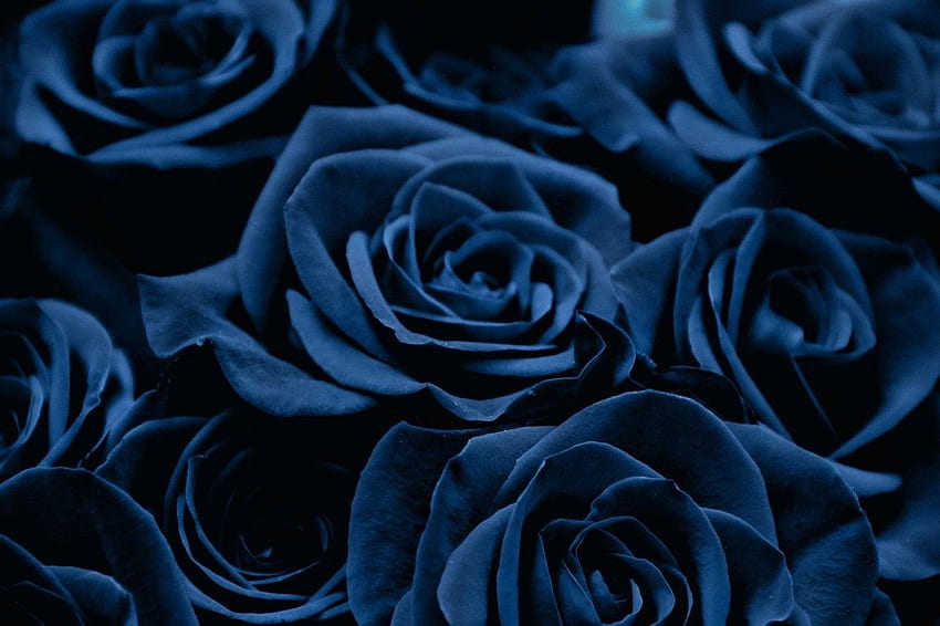 De Rosas Azules. Rosas azules, azul, rosa azul estética fondo de pantalla