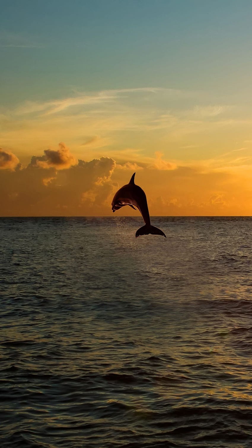 Dolphin jumping out of the sea in florida Android, Dolphin Beach HD phone wallpaper