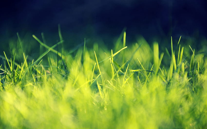 Трева, макро, блясък, светлина, ярко HD тапет