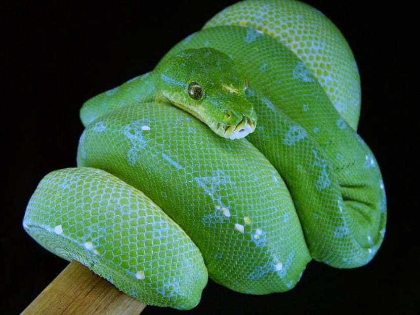 MANOKWARI GREEN TREE PYTHON, snake, green, constrictor, serpent, green tree python, パイソン 高画質の壁紙