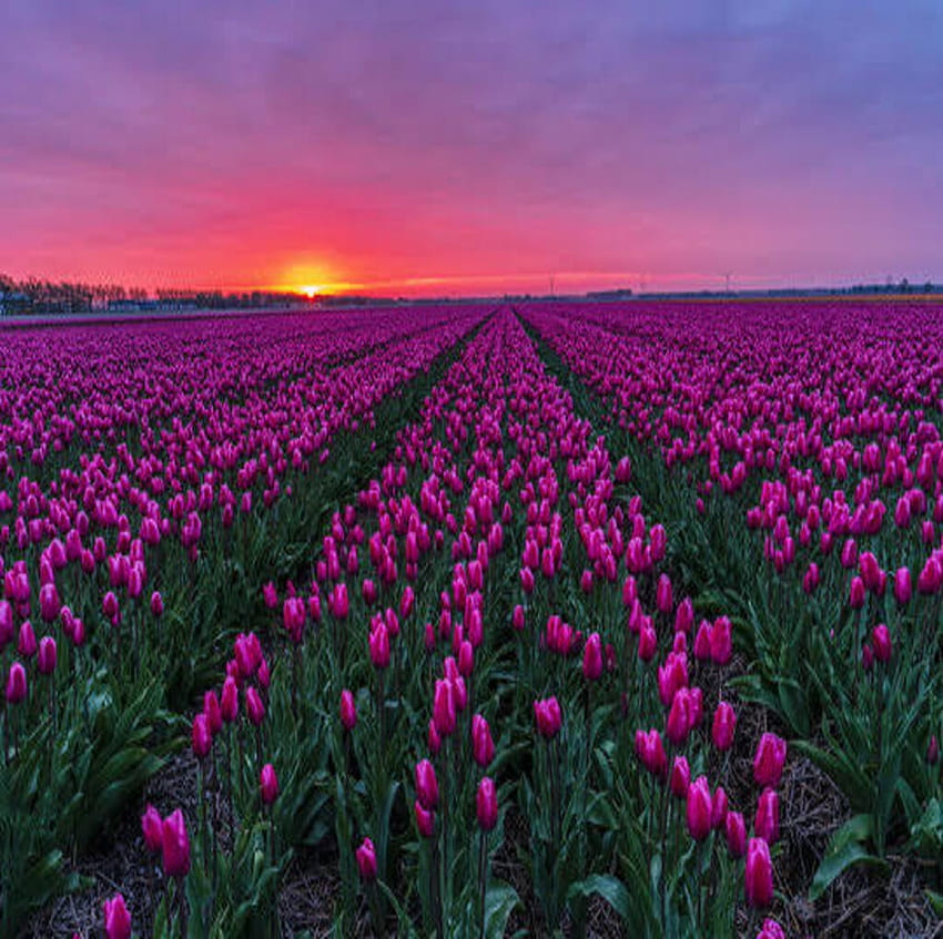Nascer do sol sobre o campo de tulipas, nascer do sol, tulipas, Holanda, primavera papel de parede HD
