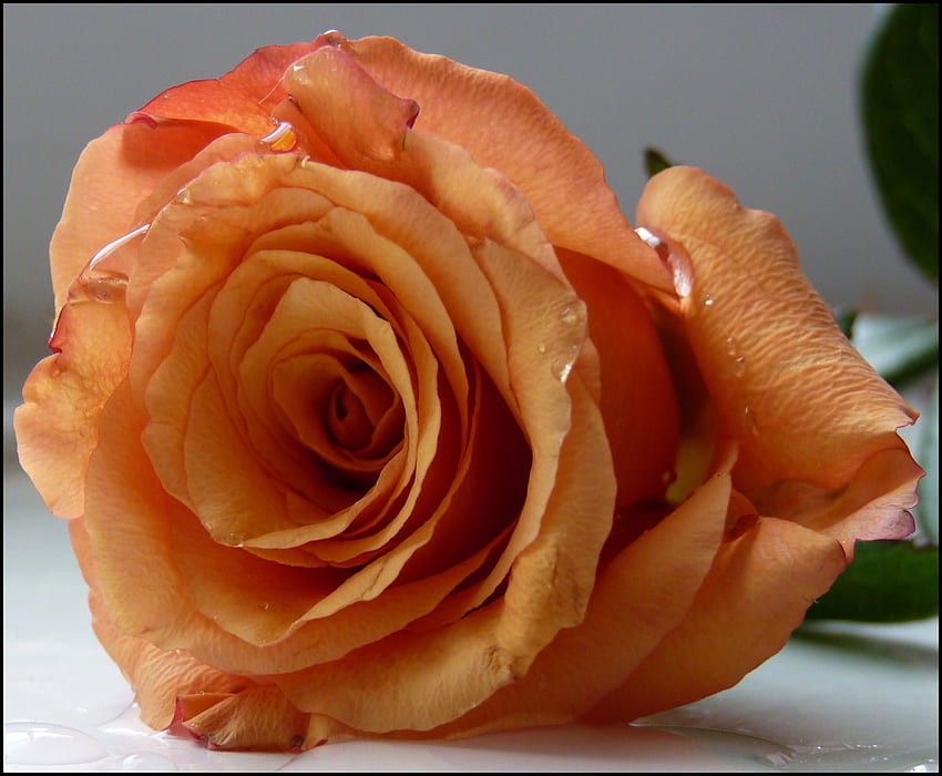 เพื่อเธอ กุหลาบสี ดอกไม้สวย สีส้ม วอลล์เปเปอร์ HD