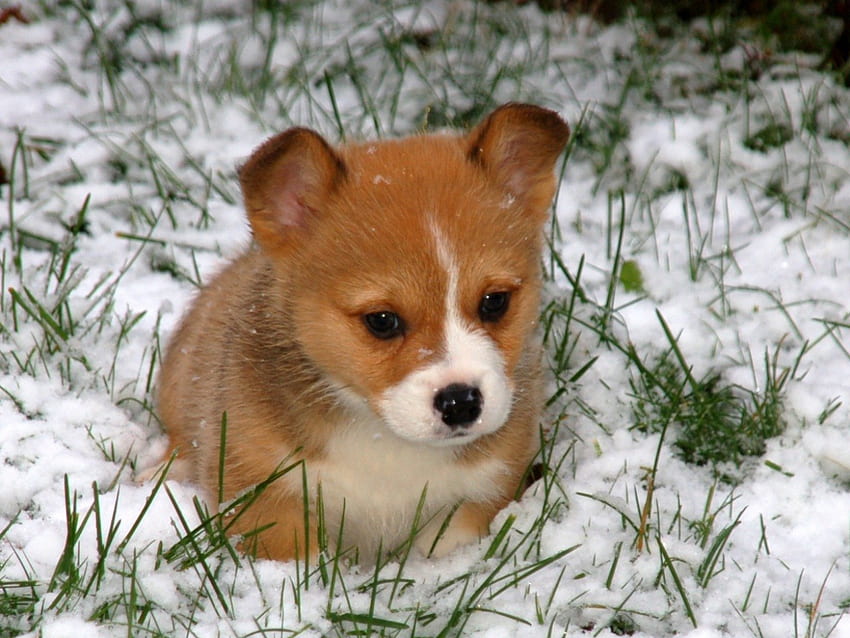 Cane, inverno, paga, cani, carino, cuccioli, bellezza, faccia di cane, neve, animali, adorabile, dolce, bello, giocoso, giocoso cane, cucciolo, carino, viso, adorabile, bolle Sfondo HD
