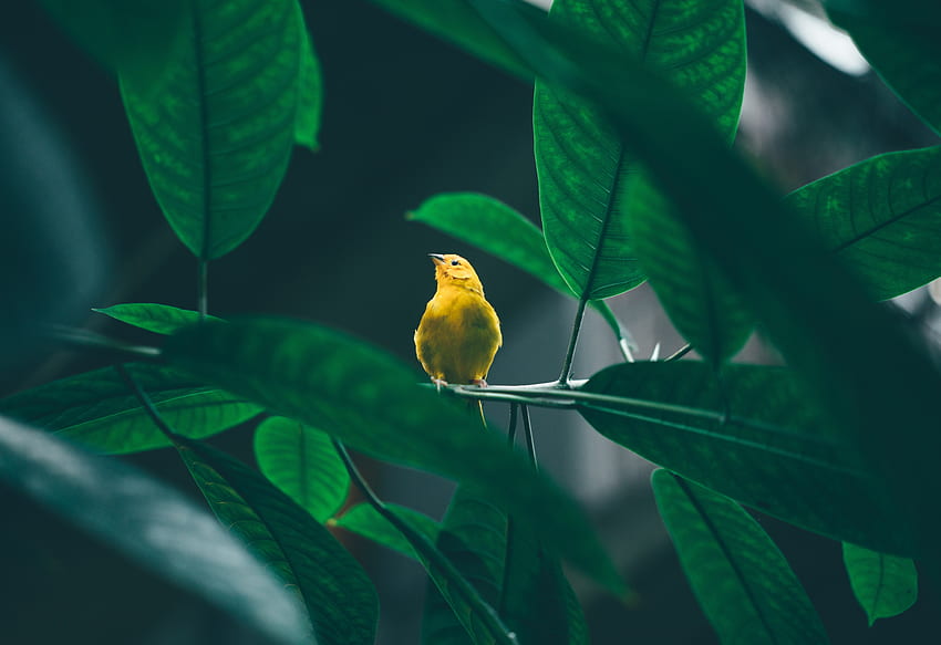 Pequeño, lindo, pájaro amarillo, rama de árbol fondo de pantalla