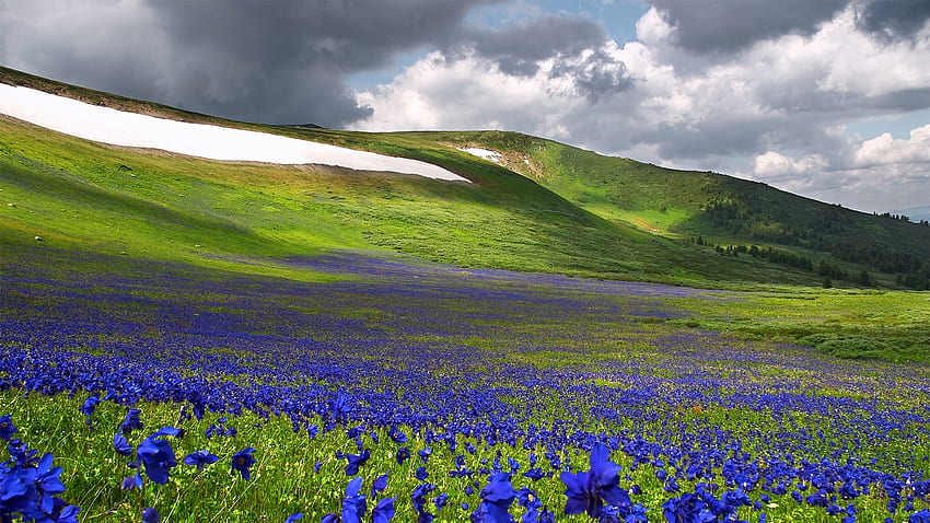 Планинска поляна, диви цветя, сняг, облаци, поляна, природа, пролет HD тапет