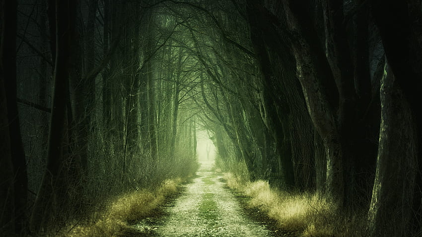 Camino de tierra, oscuro, bosque, naturaleza. fondo de pantalla