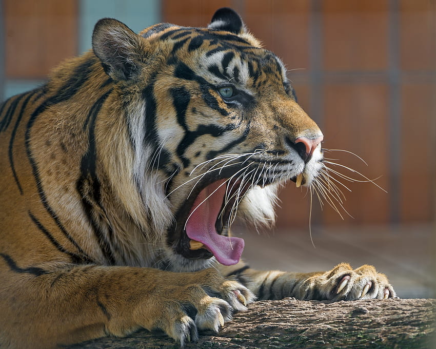 Animals, Aggression, Predator, Tiger, To Fall, Mouth, To Yawn, Yawn HD wallpaper