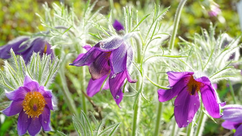 Anemone, Lila, Natur, Blume HD-Hintergrundbild