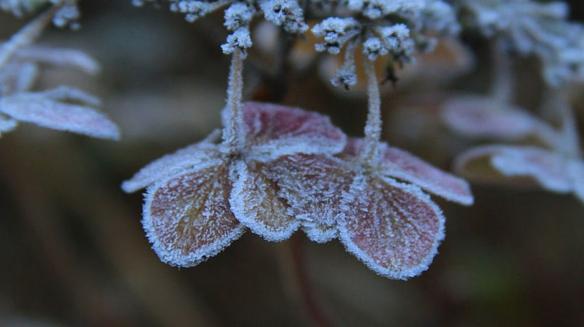 Замръзнала природа, зима, скреж, замръзнал, , студ, листа, есен, природа, листа, , лед HD тапет