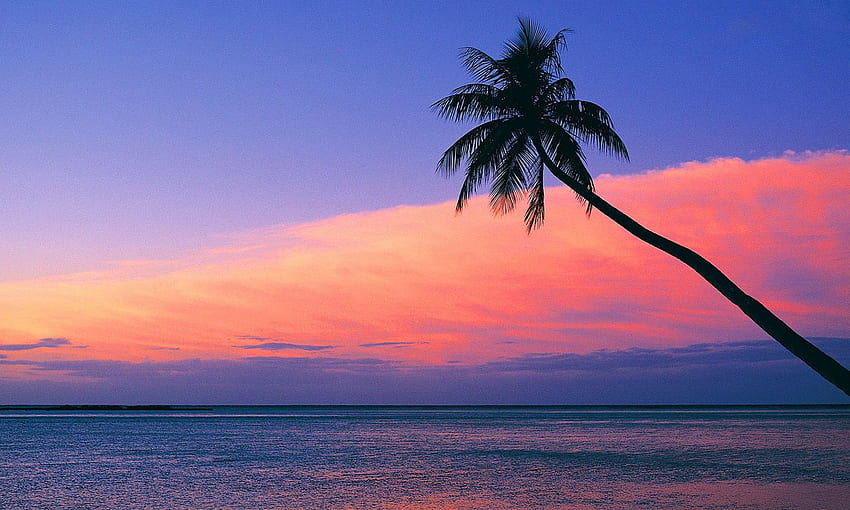 Lihatlah matahari terbenam merah jambu dari pantai, Pink Tropical Wallpaper HD