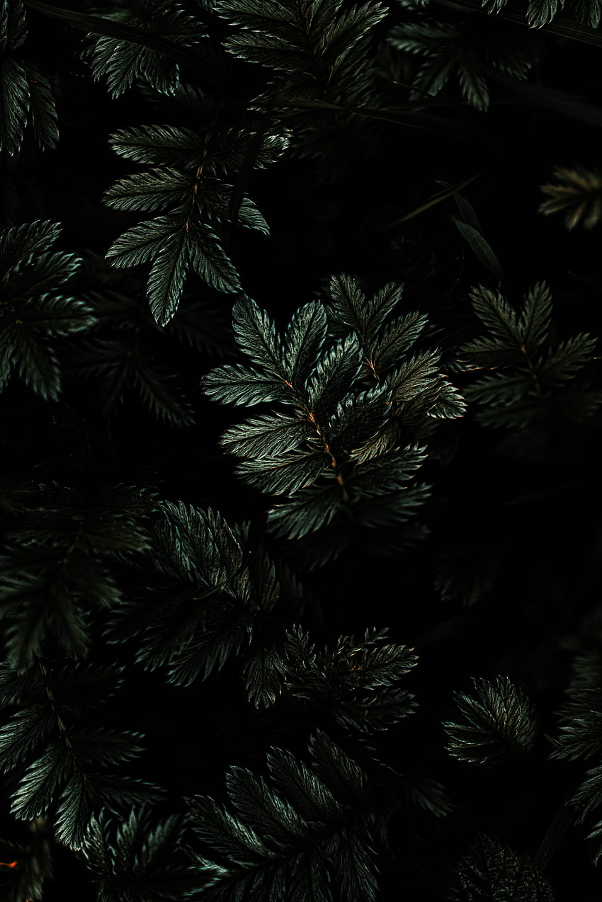 Leaves, branches, dark HD phone wallpaper