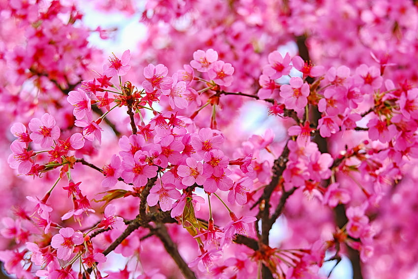 Kirschblüte, rosa Blumen, Natur HD-Hintergrundbild